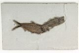 Two Detailed Fossil Fish (Knightia) - Wyoming - #203189-1
